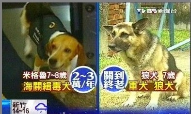 军犬退役后