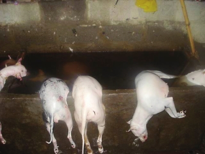 莆田盗狗团伙7年毒杀近万只狗 涉案金额达数百万