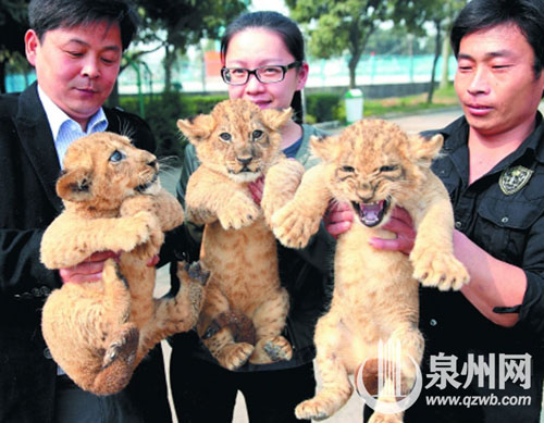 它们的妈妈是曾产下白毛小狮的“妙妙” 经过前两次 