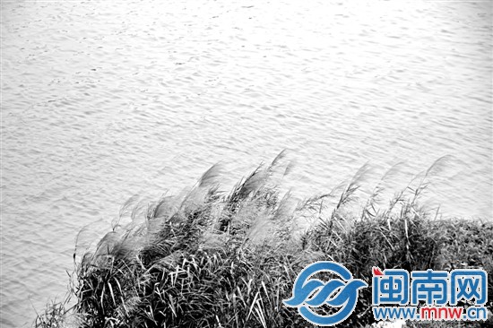 江边芦苇随风摇动
