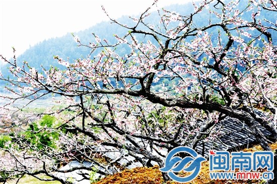 满眼望去，尽是桃花