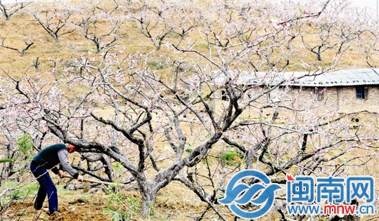 给桃树松土除草，桃子才会大