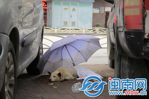 受伤的小狗，盖着毛巾躲在伞下