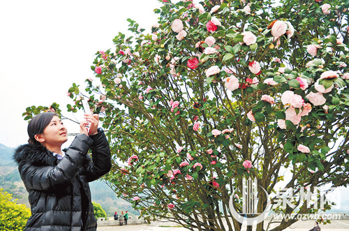 永春县五里街镇大羽村茶园里的茶花盛开