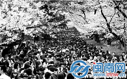 10万游人武大赏樱