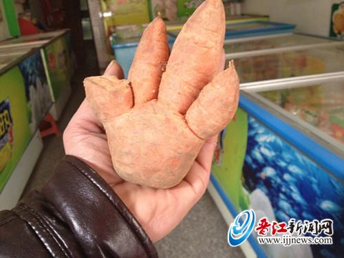 晋江陈埭四境社区的潘先生发现的胡萝卜