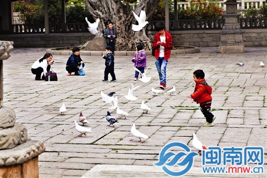 孩子在鸽子群中游玩