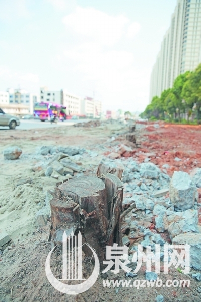 国道324线丰洛段部分行道树被砍得只剩下树桩