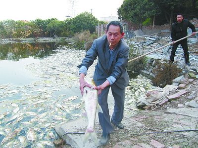 死鱼最大的有七八斤重，已经发臭。