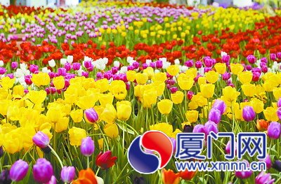 园博苑去年春节期间展出的郁金香，深得市民喜爱