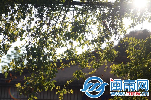 一缕阳光，穿透树叶的绿