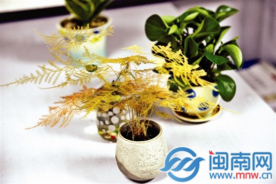 办公室里的植物，养了没几天就变得体弱多病