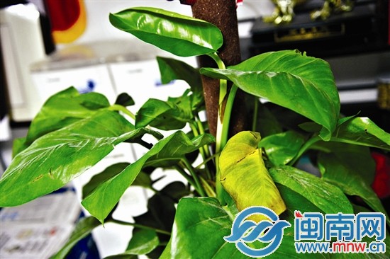 办公室里的植物