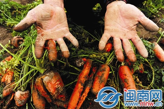 浇了水渠的水，很多胡萝卜烂了