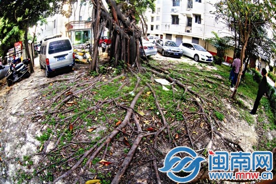 榕树根茎多数顶出地面