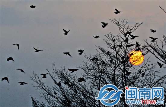 夕阳下，鸟儿归家