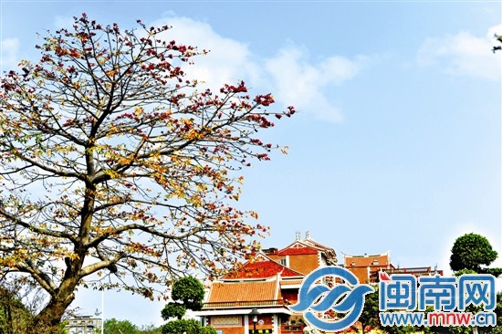 泉州市区临漳门前的木棉花正绽放