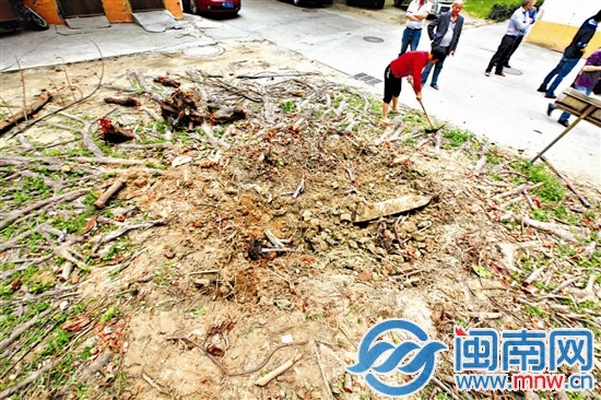 小区2号楼旁的一棵橡皮榕被移走