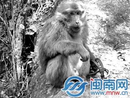 猴王被夹，众猴不敢下山取食