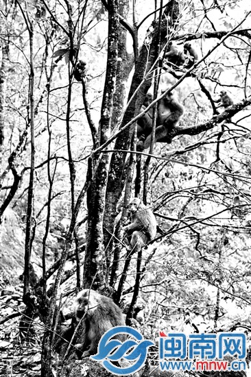 猴子与人类很和谐