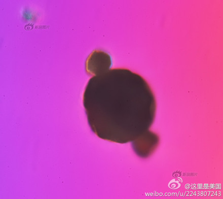霾颗粒放大1000倍后6