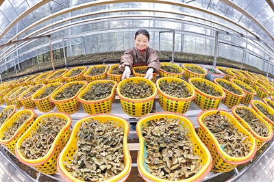 猪场改种金线莲