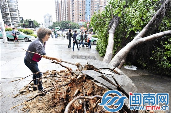 福州一大树被刮倒
