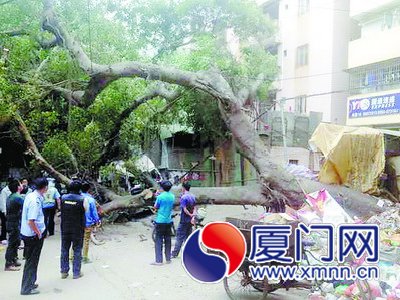 大榕树轰然倒塌，暴露出生存环境的恶劣