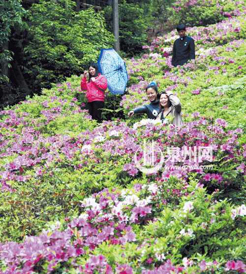 洛江仙公山风景区内，杜鹃花漫山遍野，红的似火，白 