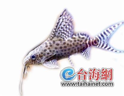 热带鱼