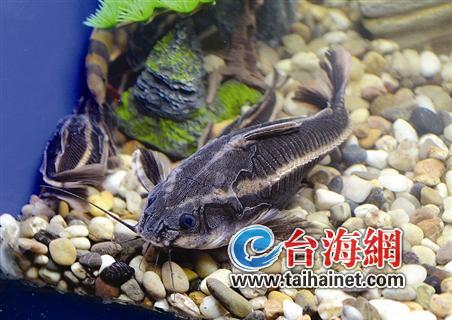 热带鱼1
