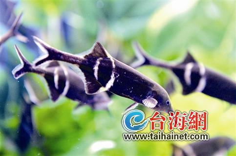热带鱼2