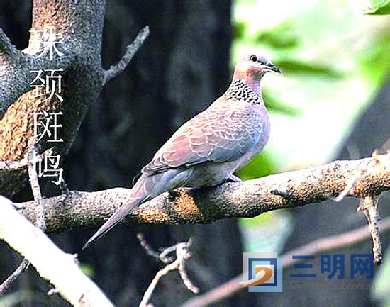 珠颈斑鸠