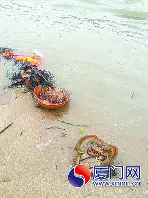 鲎