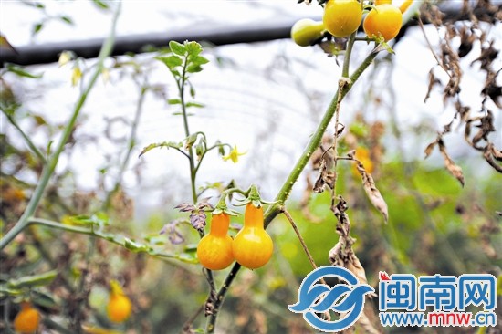 长成葫芦状的西红柿