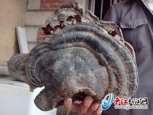 内坑吕厝蔡大伯家 有株“双胞胎”灵芝