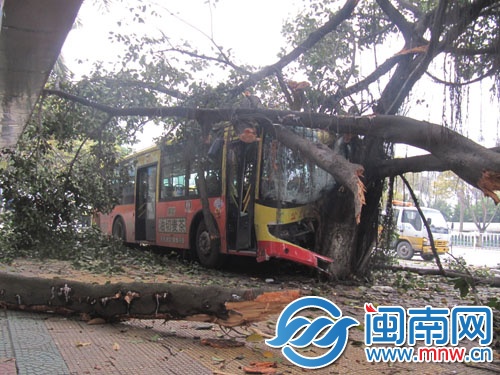 959路公交车冲上人行道撞上大树后才停下，树枝都被 