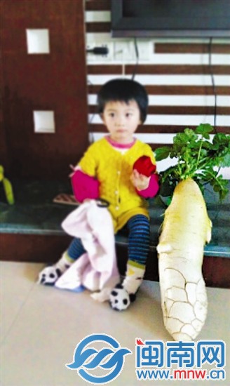 自家露台 种出个16斤大萝卜