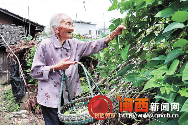 102岁的老人兰满妈在摘豆瓜。