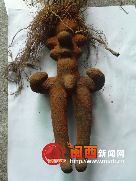 漳平挖出“人形何首乌”？1