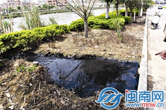 冒出的污水被导流进九十九溪，又黑又臭