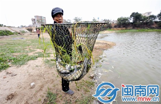 老黄捞起鱼塘里的死鱼，很心疼