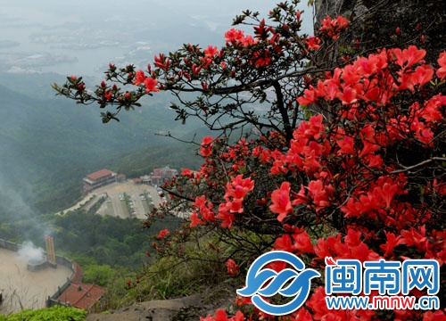 泉州洛江区仙公山上的映山红开花了