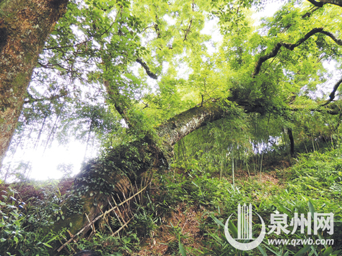 300多年紫藤缠树