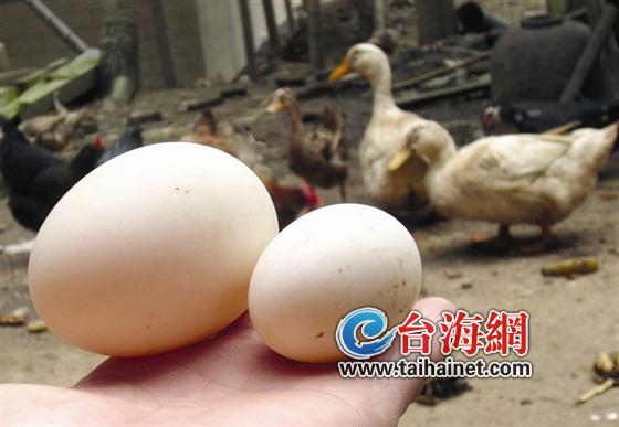 左为“巨蛋”
