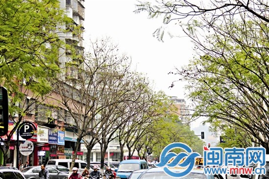 道路两旁，其他树都很茂盛，只有蓝花楹光秃秃的