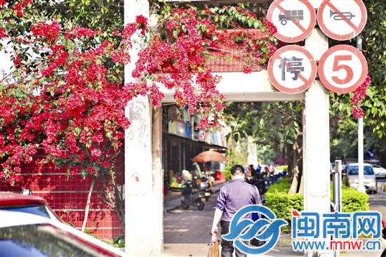 阳光让三角梅更加红艳了