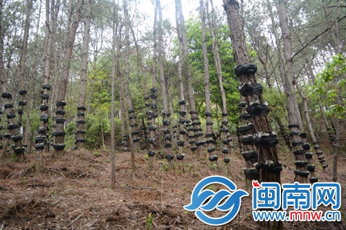铁皮石斛林