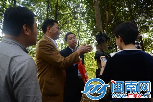 走访德化县铁皮石斛种植地