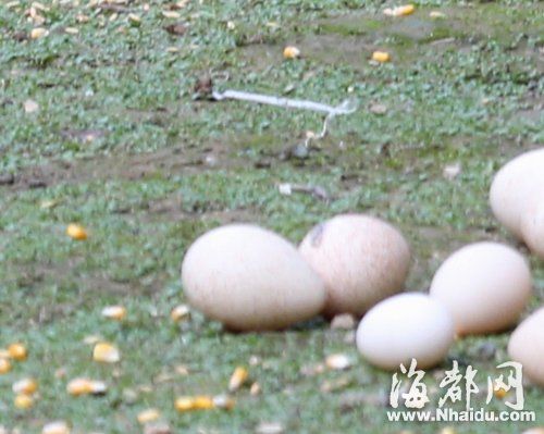 鹅雁的爱情结晶